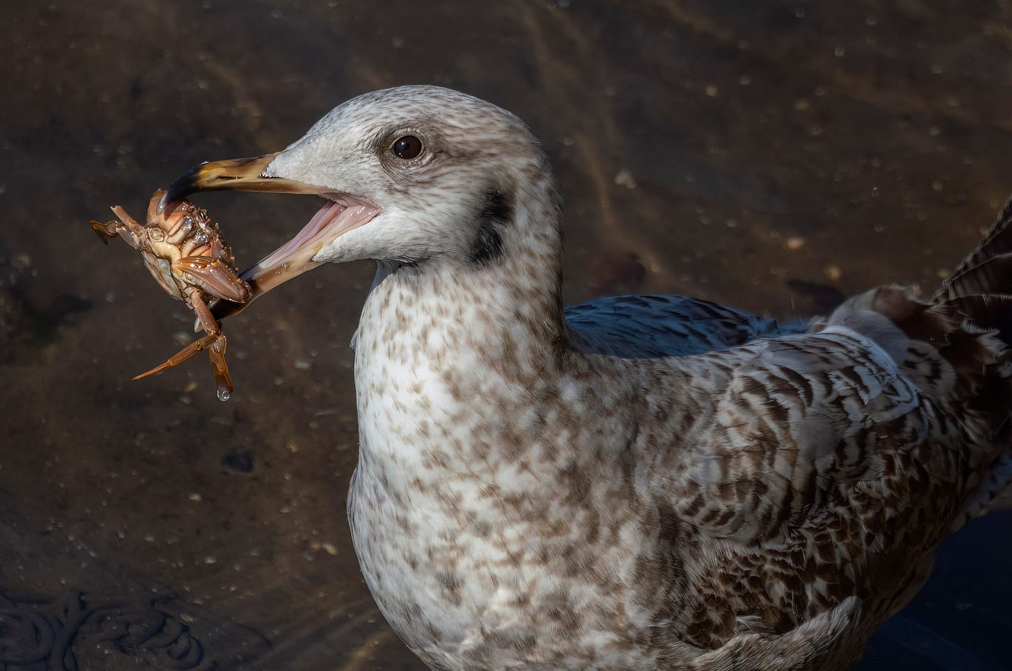 Photo of a herring gull standing on sand holding a crab in its beak