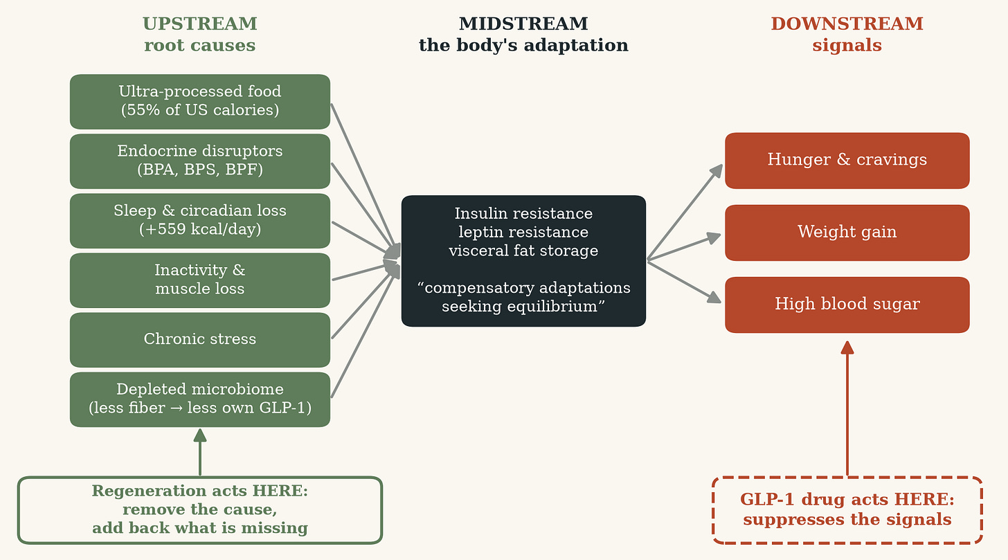 Flow diagram from root causes to body adaptation to signals, showing where GLP-1 drugs act