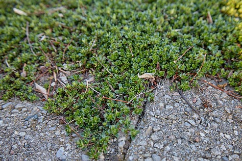 various varieties of thyme plants, coming up in the garden in the spring