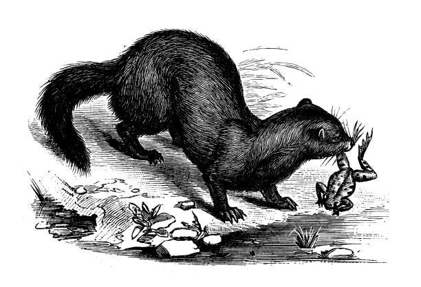 A stock illustration of a mink eating a frog. Black and white sketch.