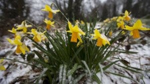 Daffodils in Snow Daffodils in Snow
