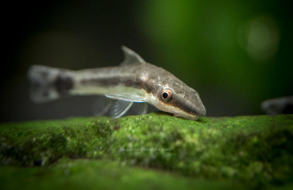 Peixe Limpa Vidro (Macrotocinclus affinis)
