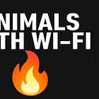 Lessons They Don’t Teach You in School: We’re Animals with Wi-Fi