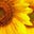 fiber_flora_and_fork's avatar