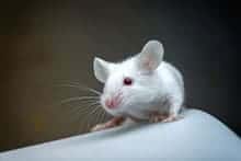white mouse