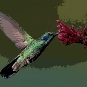h-bird-6 h-bird-6