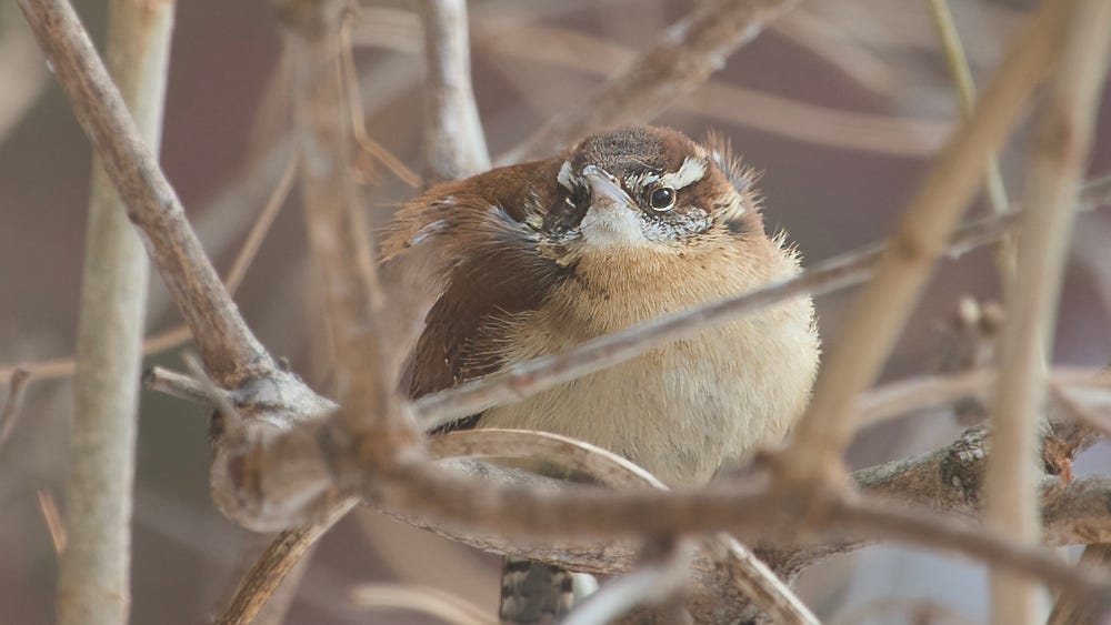 Carolina Wren Carolina Wren