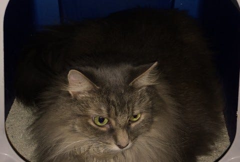Kali_Litter_Box_Travel_with_cats Kali_Litter_Box_Travel_with_cats