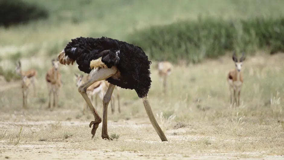 Do ostriches really bury their head in the sand? © Alamy