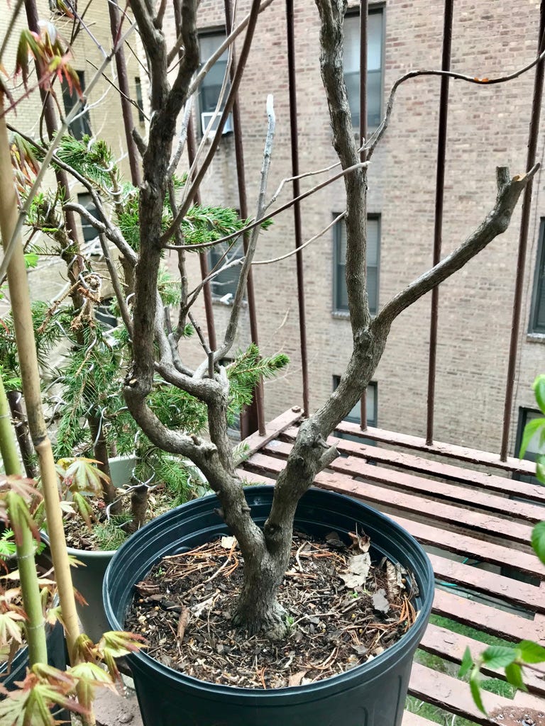 Image description: potted clethra alnifolia summersweet shrub. End image description.