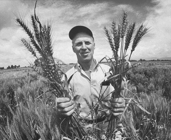 Norman Borlaug - LIFE | LIFE Magazine photo. November 1970 M… | Flickr