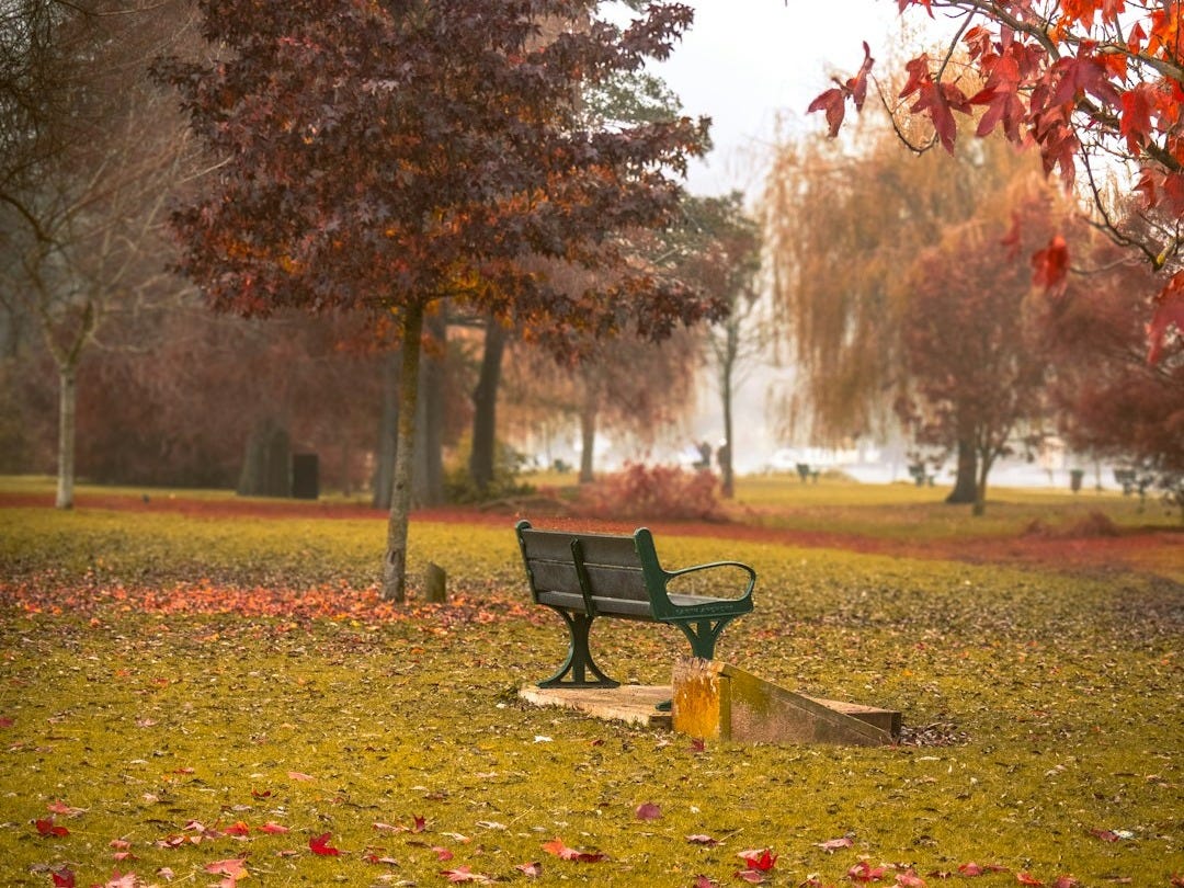a park bench surrounded by fallen leaves and trees a park bench surrounded by fallen leaves and trees