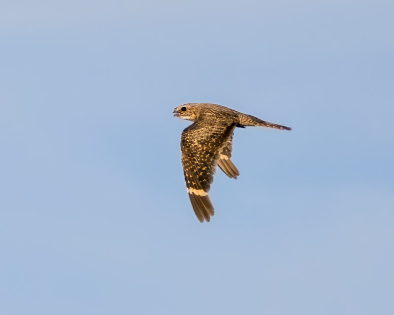 20260826-Manville-260-Edit.jpg