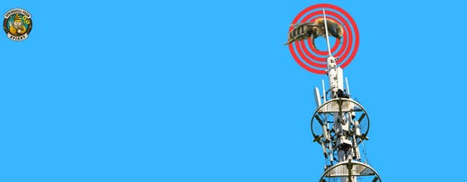 Would you help us save the bees? 🐝