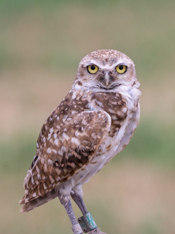 20260716-BurrowingOwl-401-Edit-2.jpg