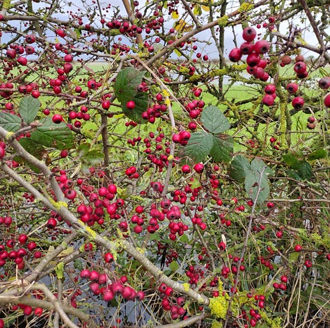 Red berries, red leaves