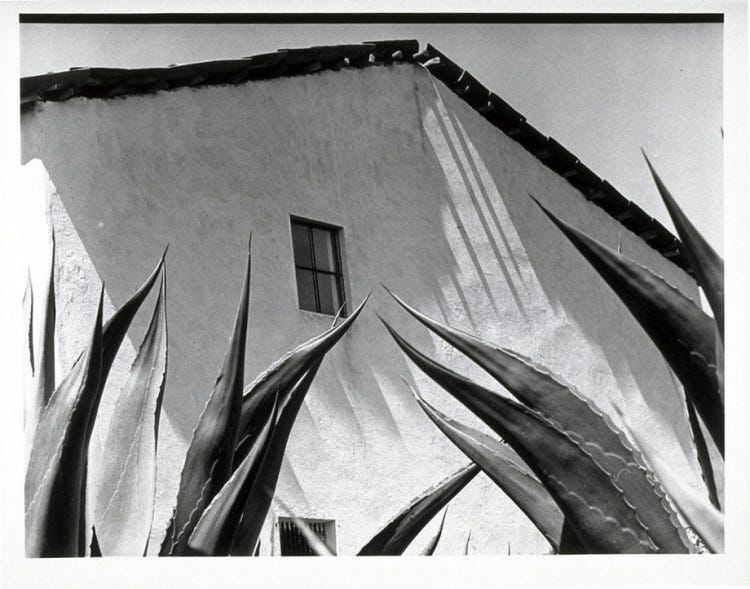 Manuel Álvarez Bravo, Window on the Agaves (Ventana a los magueyes), 1976