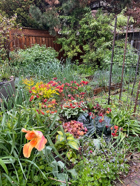 asparagus, arugula, front planter, Vancouver Mystic Gem clematis, plants ready to go out, lupine 'Masterpiece', Paradise garden after rain, Boulevard native garden, replanted cercis 'Flamethrower' (aka 'Eternal Flame')