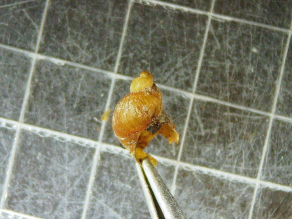 a tiny orange kinda broken snail shell, long with only 2 whorls, held in a pair of tweezers
