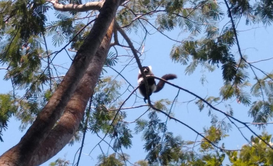 Meditations on Meaningful Work: 2019 Madagascar Diaries #5