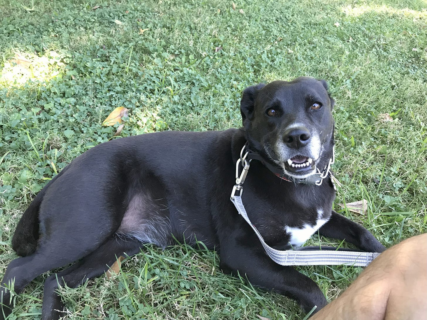 Black dog with white marks, lying in the grass