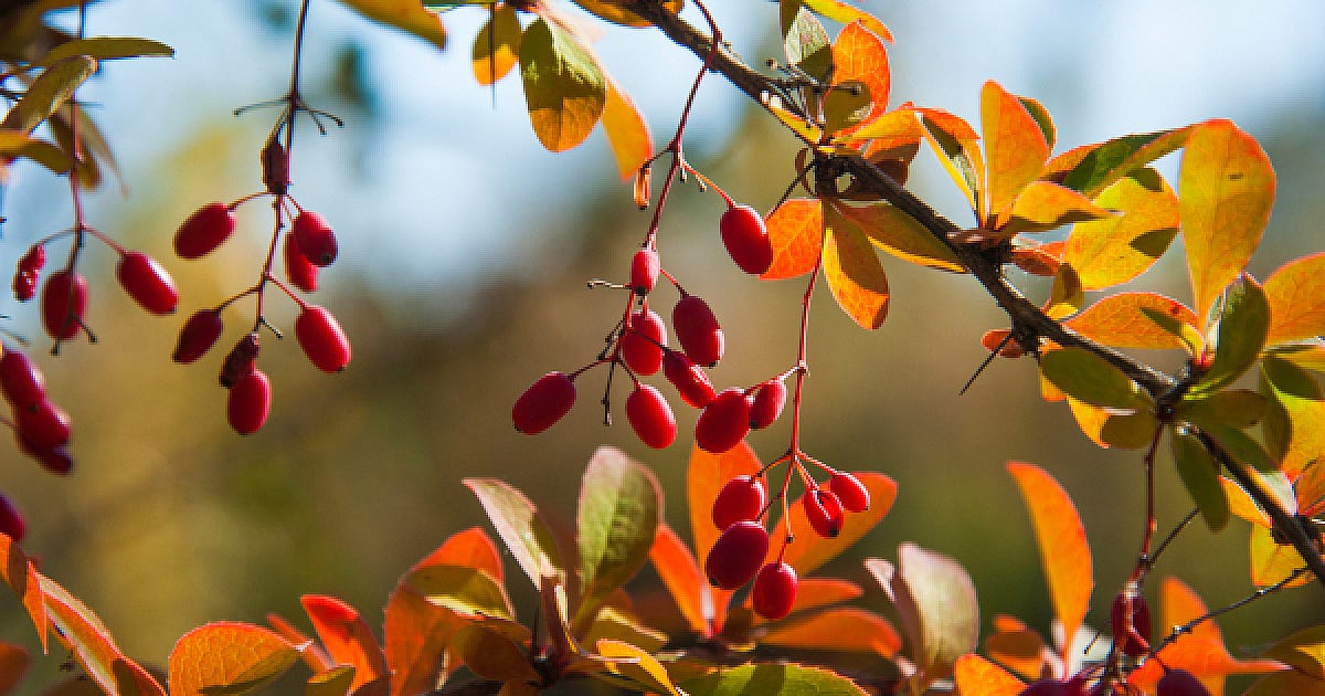 Berberine vs metformin Berberine vs metformin