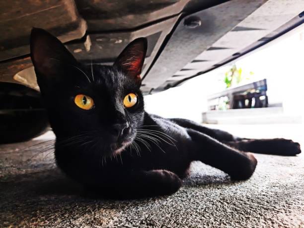 820+ Cat Under Car Stock Photos, Pictures & Royalty-Free Images - iStock |  Car side low angle, Car fix ground