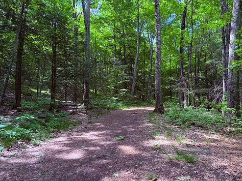 trees, trail, sky