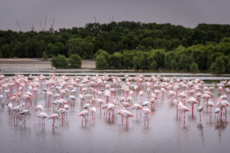 Dubai Ras Al Khor Wildlife Sanctuary