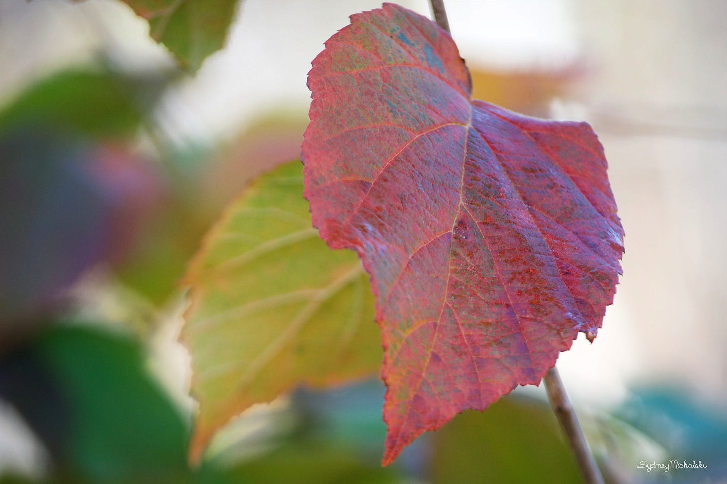 A close-up of a red autumn hazelnut leaf, set against a background of hazy sunlit forest.
