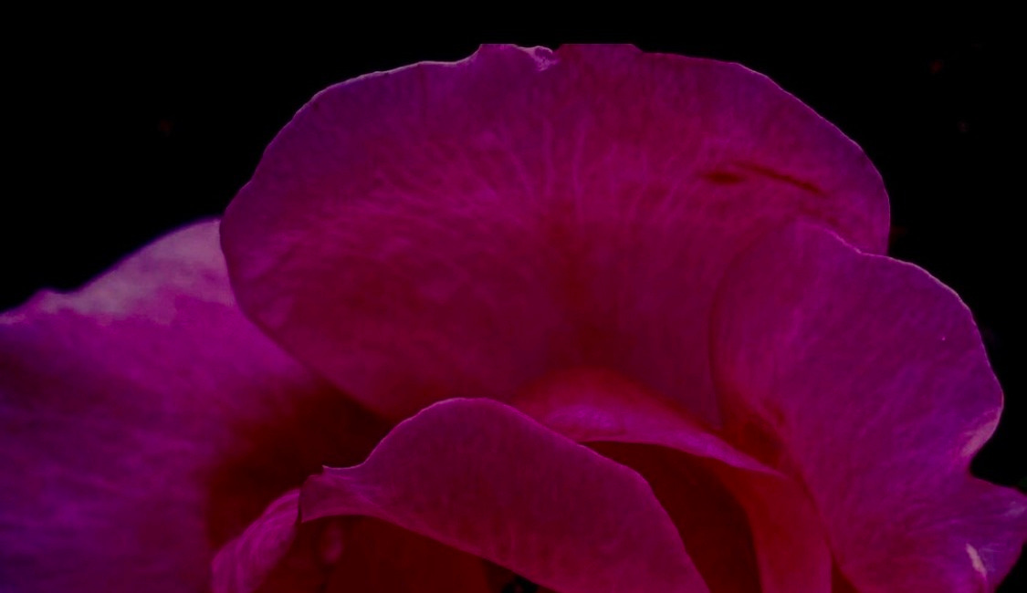Plants as Death Doulas: 4 Ways Plants Support us in Grief & Troubled Times