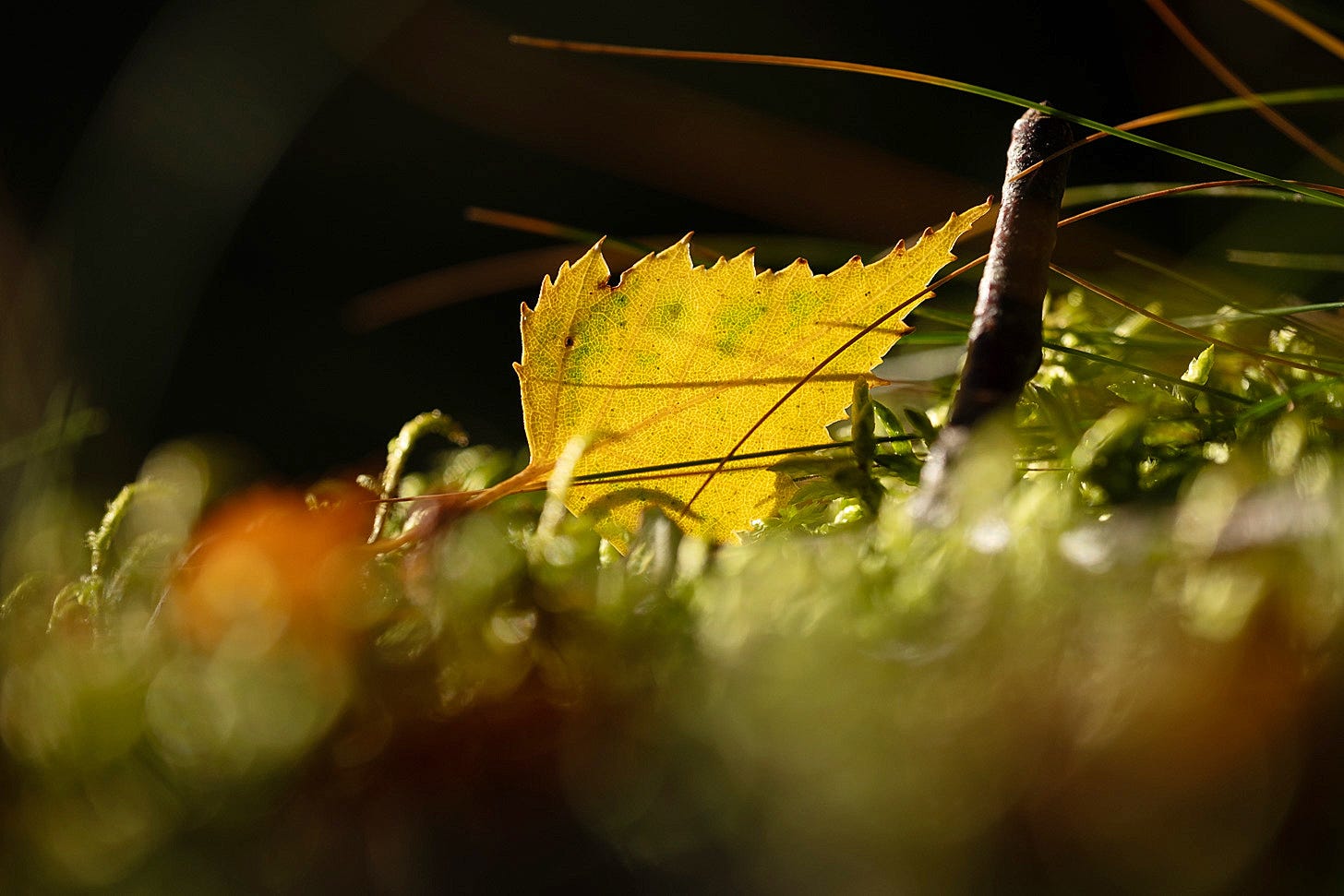Autumn sunlight picks out a single yellow birch leaf (Betula pendula) on a bed of green moss
