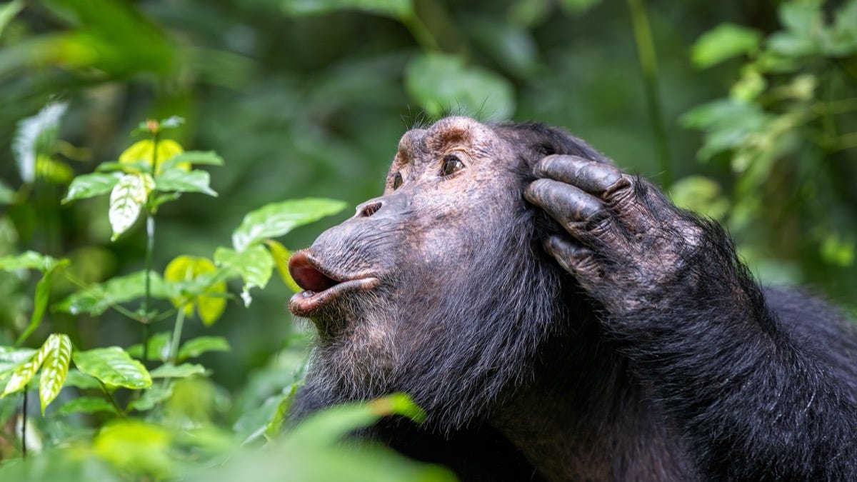 Japan’s “genius” chimpanzee has died at 49