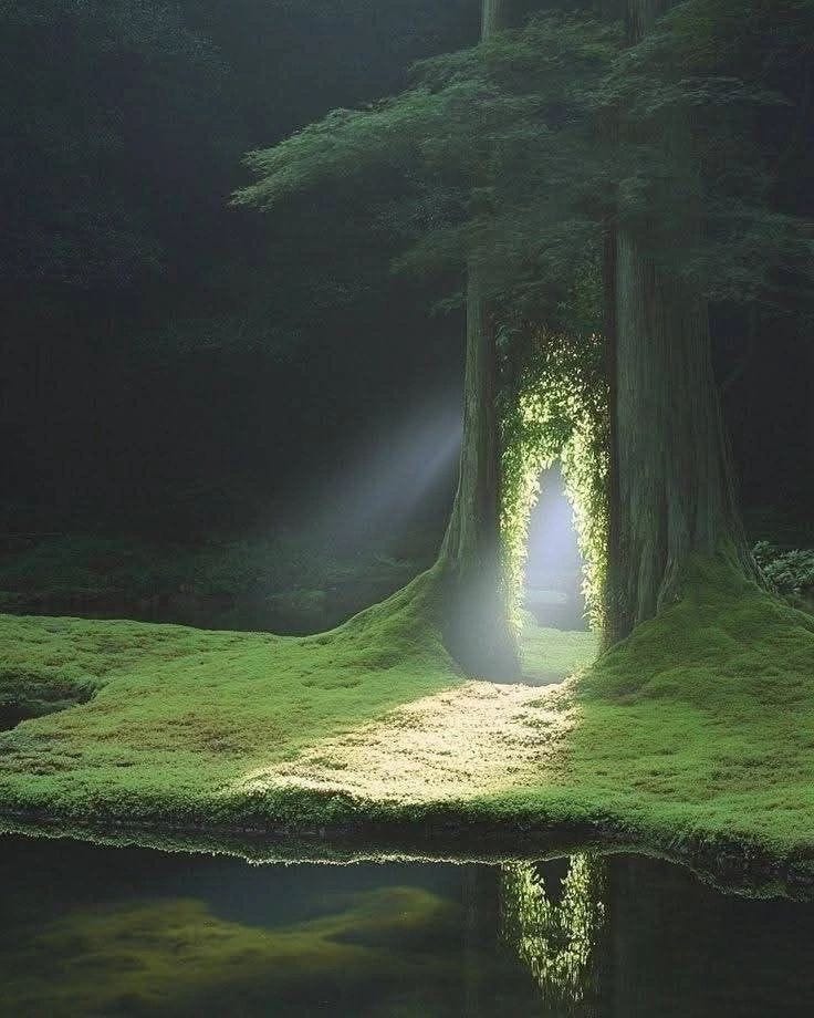 This may contain: an open door in the middle of a forest with light coming from it's doorway