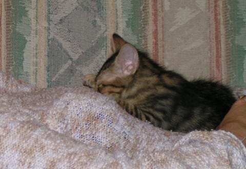 Cat dies Cat dies