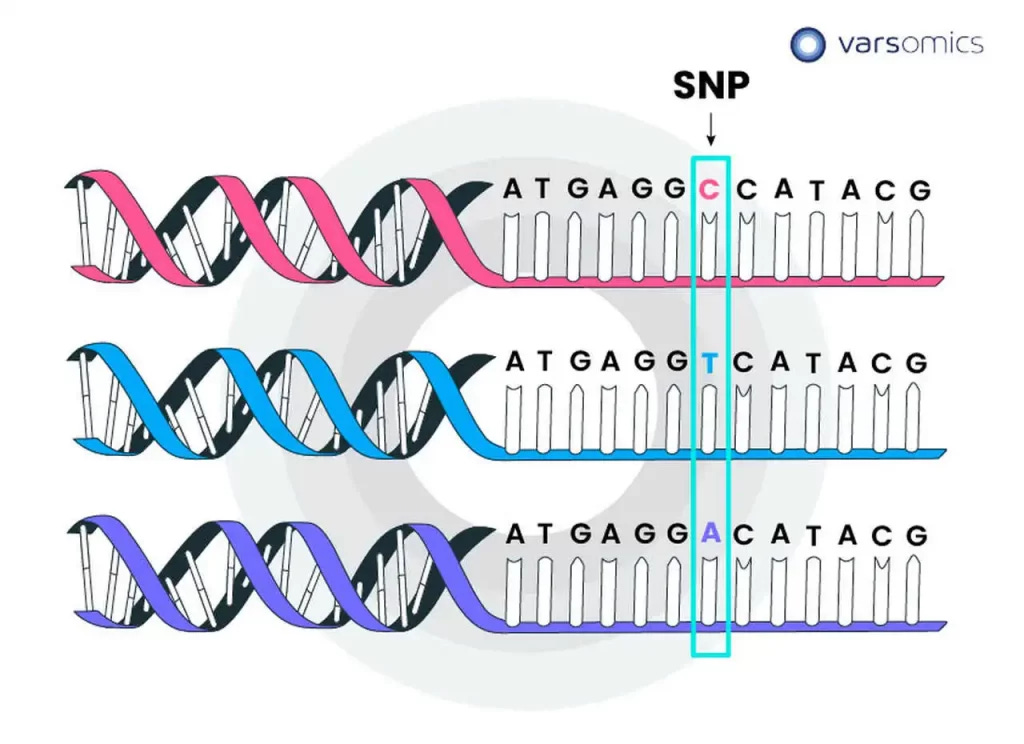 Single-nucleotide Polymorphism Wikipedia, 58% OFF