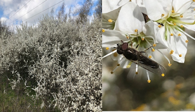 Blackthorn bush with Blackthorn Hoverfly (Platycheirus ambiguus)