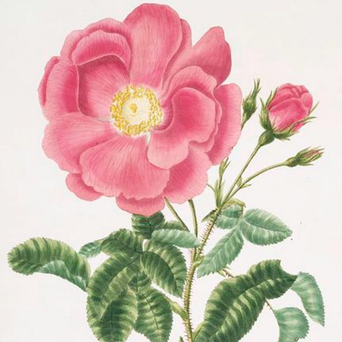 Notes from Elizabeth Kaye Cook 