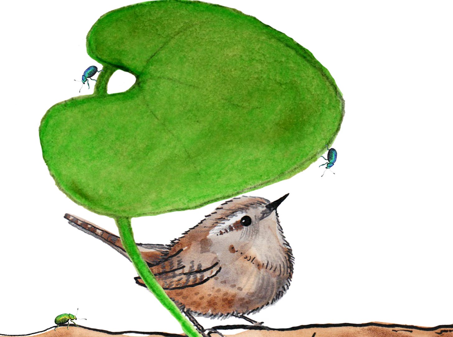 illustration of a wren underneath a winter heliotrope leaf
