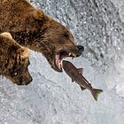 The fish are the product