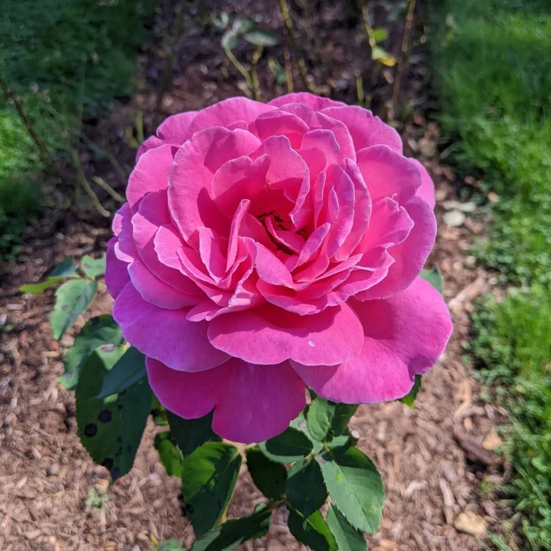 May be an image of flower