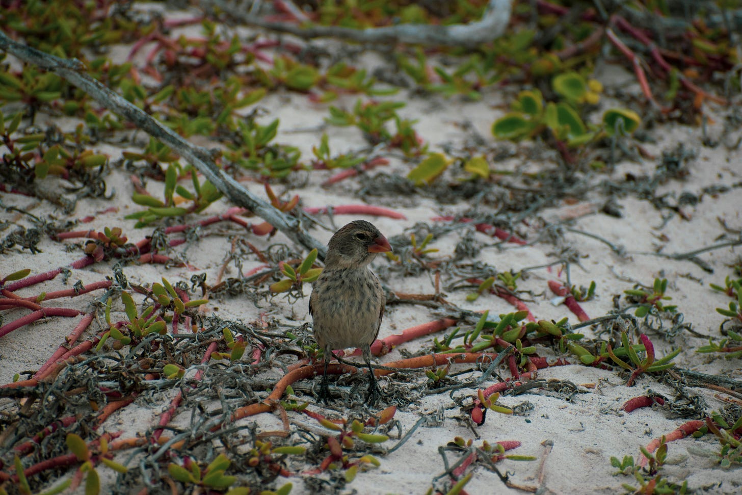A gray mottled finch with a hefty beak standing on sandy ground A gray mottled finch with a hefty beak standing on sandy ground