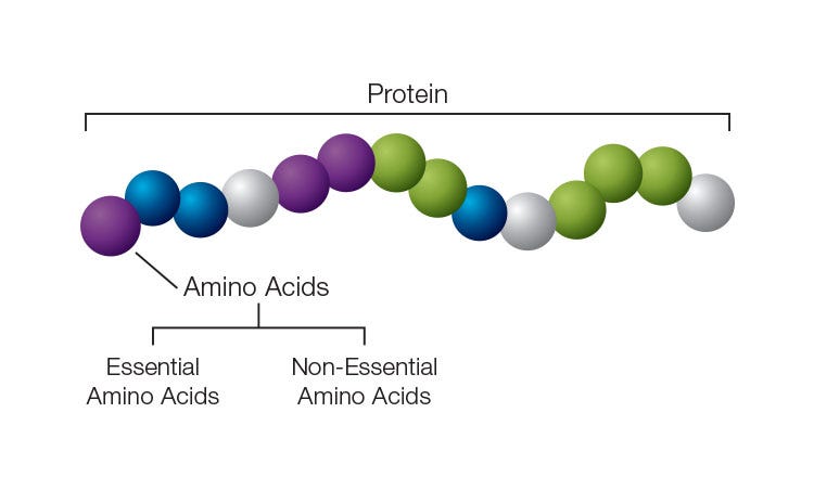 Essential Amino Acids & Branched Chain Amino Acids | AmwayNow