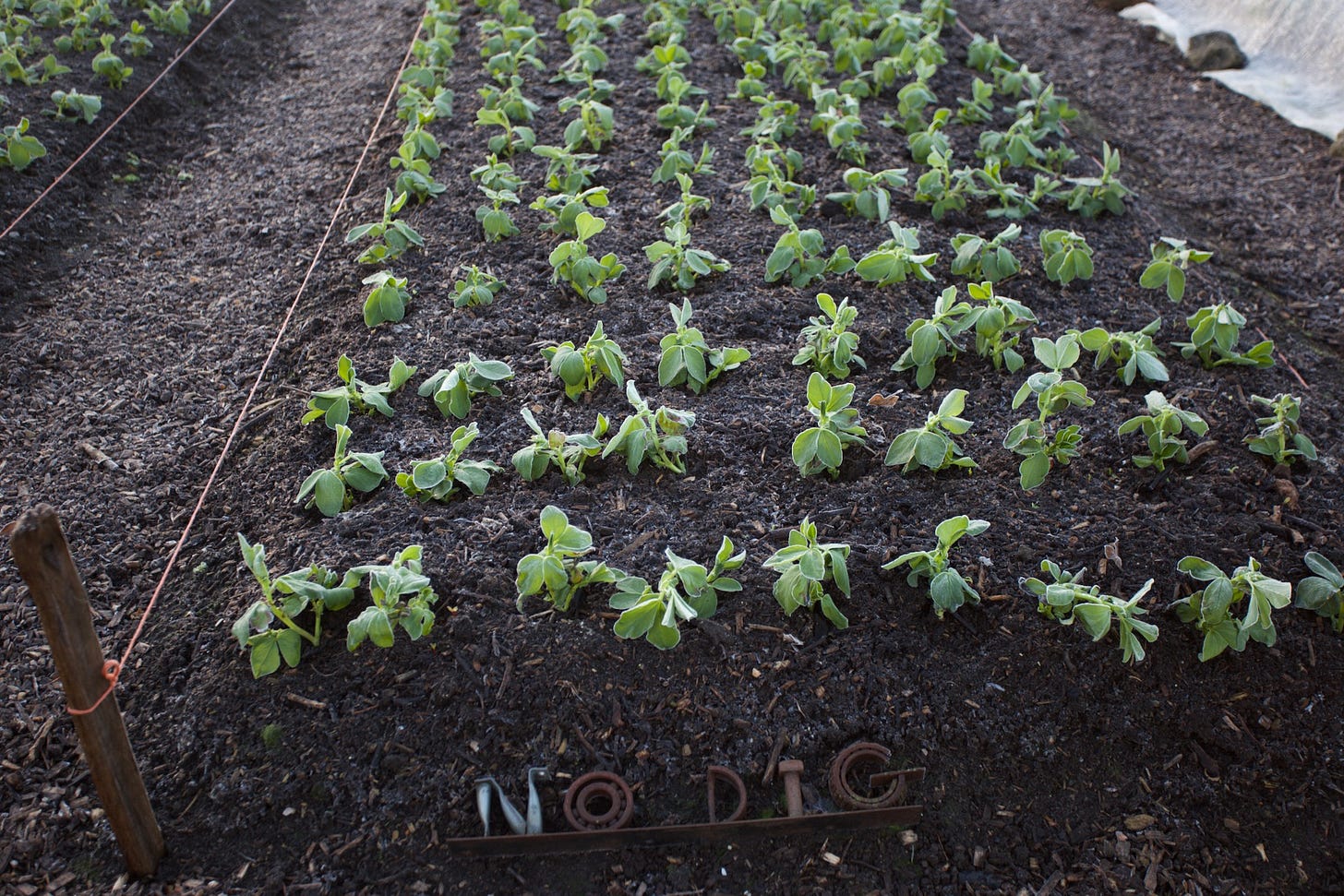 Same broad beans two days later, slight frost of -1C 30F