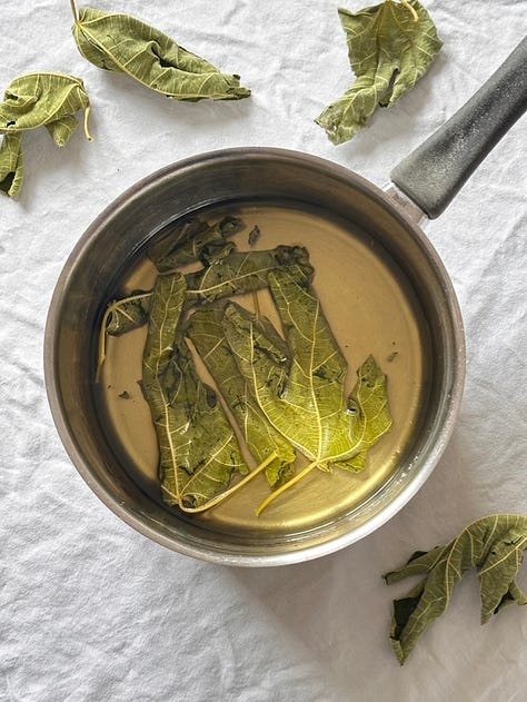 Fig leaf syrup making