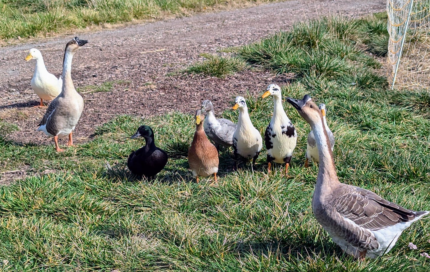 Ducks and geese walking by Ducks and geese walking by