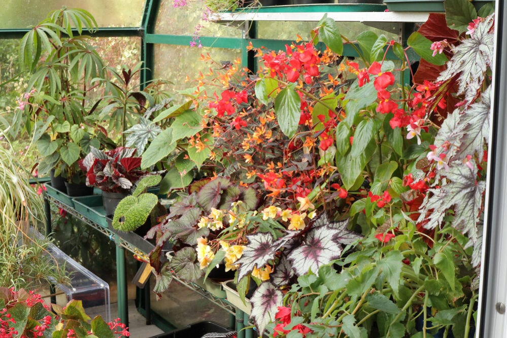 begonia-7 begonia-7