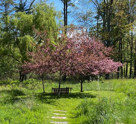 Three versions of the same image of dark pink crabapple trees in bloom. To the left the image contains only the three trees. In the center a bench has been added. To the right, the bench has been knocked over.