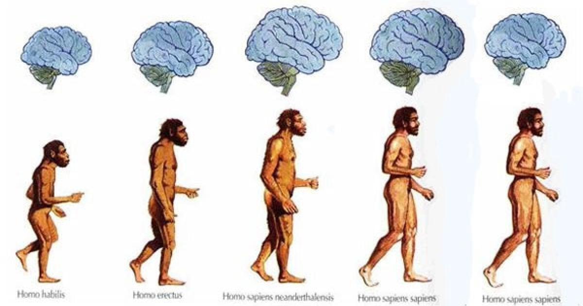 Shrinking Brain in Humans