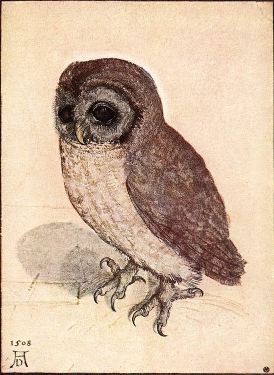 A small owl studied feather by feather in watercolour A small owl studied feather by feather in watercolour